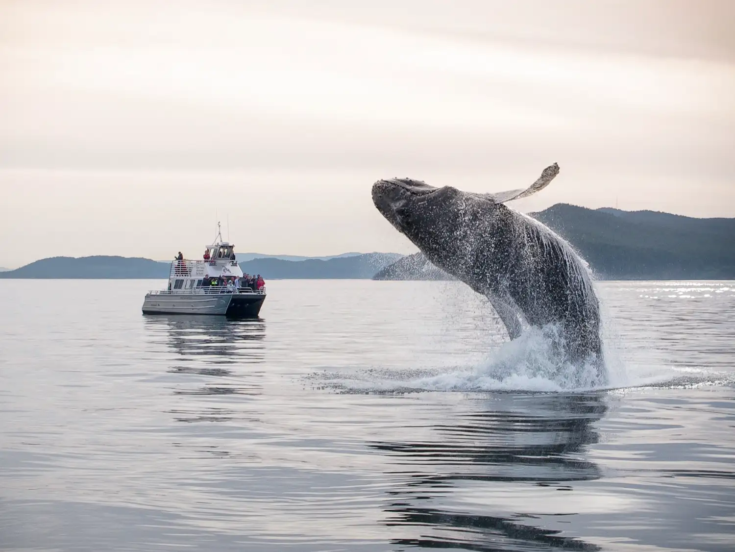 Summer Whale Watchers